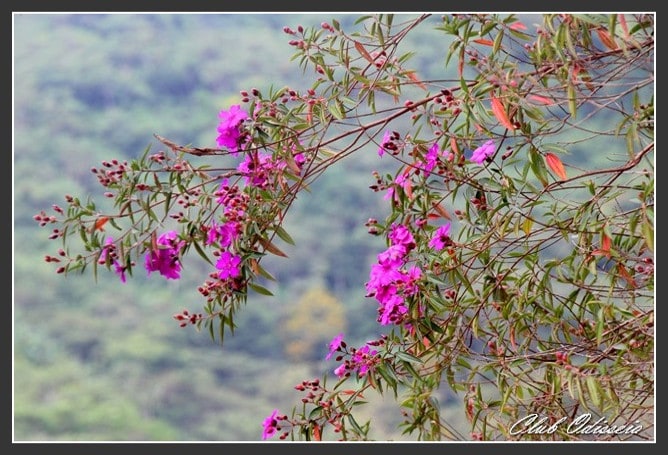 Shamanic Journey in Peru, June-July 2015