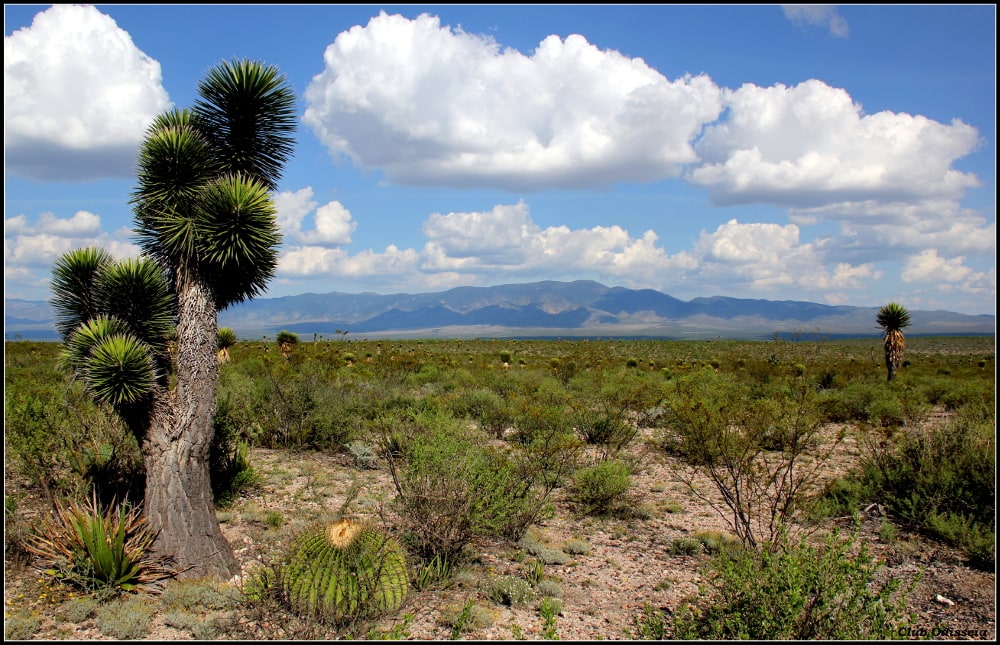 Shamans and Healers of Mexico, October 2015