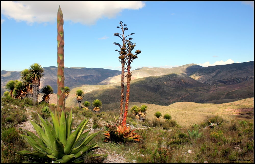 Shamans and Healers of Mexico, October 2015