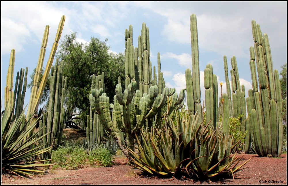 Shamans and Healers of Mexico, October 2015