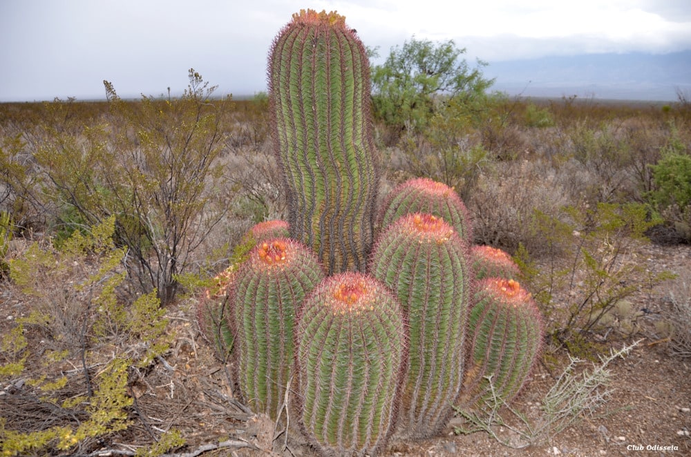 Mystical and Shamanic Mexico, May 2016