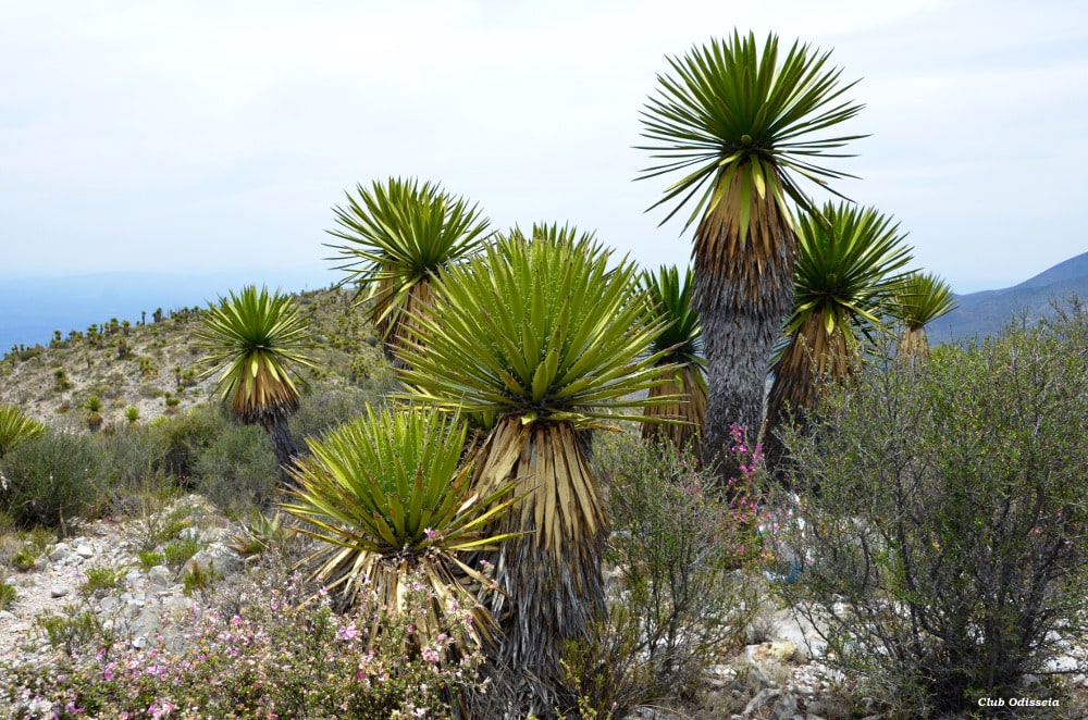 Mystical and Shamanic Mexico, May 2016